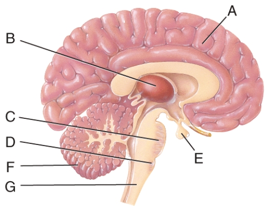 Which structure in the figure is considered to include the cardiovascular center and rhythmicity area as well as controlling reflexes for vomiting, coughing, sneezing, and hiccupping?   A)  A B)  D C)  H D)  F E)  G