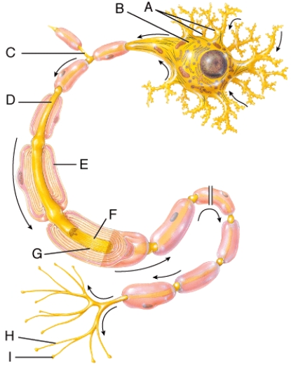 In the diagram below, where is the synaptic bulb?   A)  A B)  B C)  I D)  D E)  Both A and D