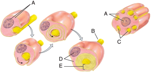 This is comprised of flattened cells that encircle the axon.   A)  A B)  B C)  C D)  D E)  E