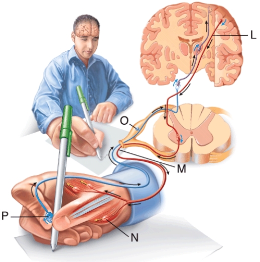 Using the diagram, identify the sensory neuron.   A)  L B)  M C)  N D)  O E)  P