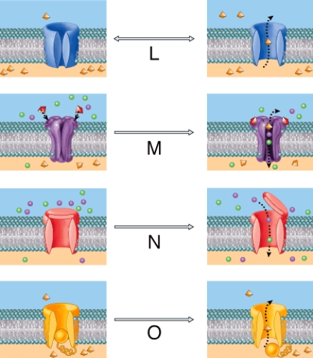 In the diagram, which figure demonstrates a voltage-gated channel?   A)  O B)  N C)  M D)  L