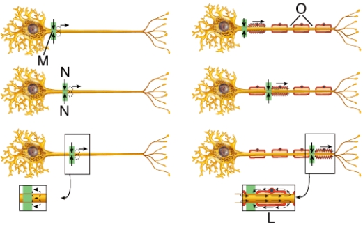 Using the diagram, which arrow is pointing to the axon hillock?   A)  L B)  M C)  N D)  O