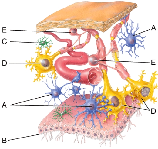 Which structure is indicated by the letter E?   A)  astrocyte B)  microvillus C)  microglial cell D)  neurons E)  oligodendrocytes
