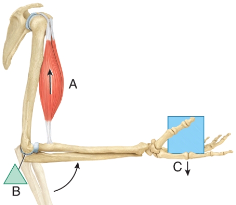 In the diagram, where is the fulcrum?   A)  A B)  B C)  C D)  All of these choices E)  None of these choices