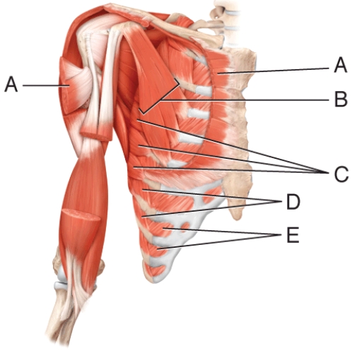 In the diagram shown, where is the external intercostals?   A)  A B)  B C)  C D)  D E)  E