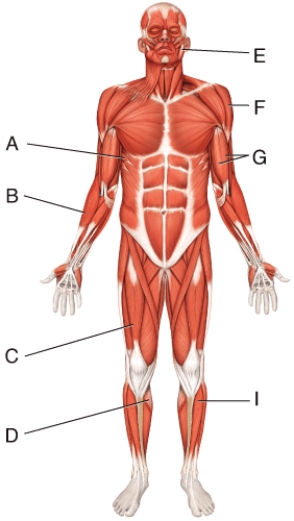 Where is the tibialis anterior?   A)  D B)  E C)  G D)  I E)  A