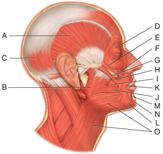 Where is the orbicularis oculi?   A)  D B)  E C)  F D)  G E)  H