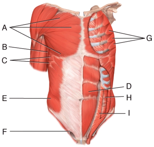 Where is the transverse abdominus?   A)  D B)  E C)  F D)  H E)  I