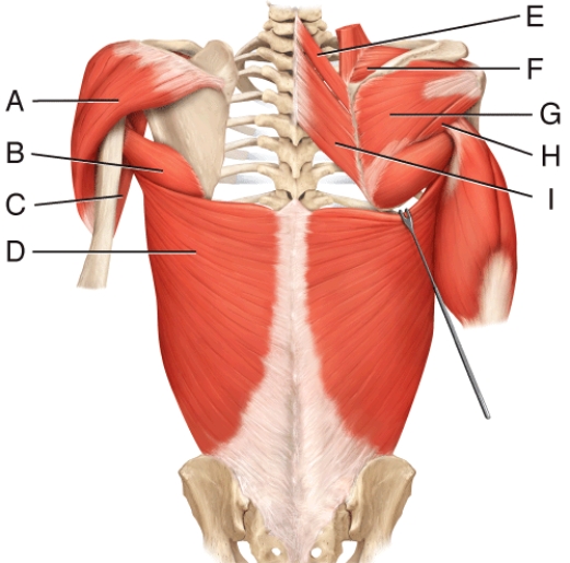 Where is the infraspinatus?   A)  E B)  F C)  G D)  H E)  I