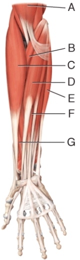Where is the pronator teres?   A)  B B)  C C)  D D)  E E)  None of these choices