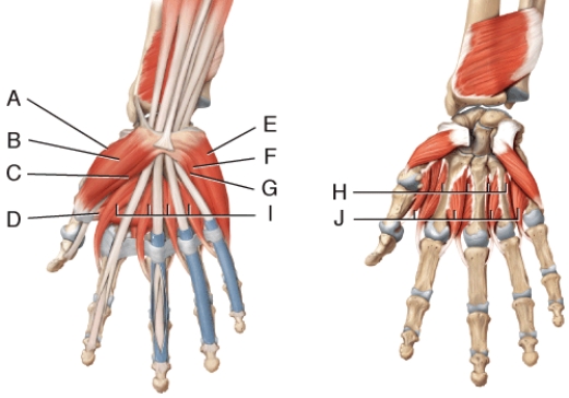 Where is the flexor pollicis brevis?   A)  C B)  E C)  F D)  G E)  H