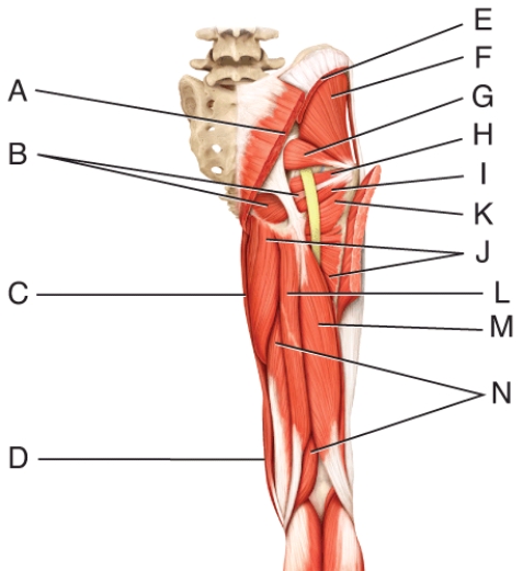 Which three muscles make up the hamstring?   A)  L, M , N B)  E, F, G C)  H, I, J D)  I, J, K E)  A, B, C