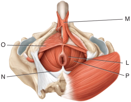 Where is the pubococcygeus muscle?   A)  L B)  M C)  N D)  O E)  P