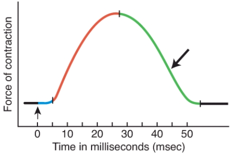 What is occurring during this period of a muscle twitch contraction?   A)  The muscle action potential sweeps along the sarcolemma and calcium ions are released from the sarcoplasmic reticulum. B)  Ach binds to the ligand gated channels at the motor end plates. C)  The level of Ca<sup>2+</sup> in the sarcoplasm decreases, because it is being actively transported back into the sarcoplasmic reticulum. D)  Calcium ions bind to Troponin. E)  Power strokes generate contractile force.