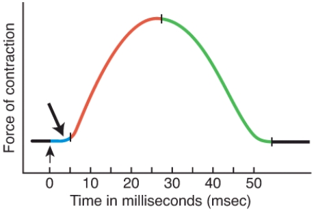 What is occurring during this period of a muscle twitch contraction?   A)  The muscle action potential sweeps along the sarcolemma and calcium ions are released from the sarcoplasmic reticulum. B)  Crossbridge attachments form, and repetitive power strokes occur. C)  The level of Ca<sup>2+</sup> in the sarcoplasm decreases, because it is being actively transported back into the sarcoplasmic reticulum and bound to calsequestrin. D)  The muscle fiber relaxes as myosin heads detach from the actin filaments. E)  Acetylcholinesterase is preventing the ligand gated channels at the motor end plate from binding to ACh.