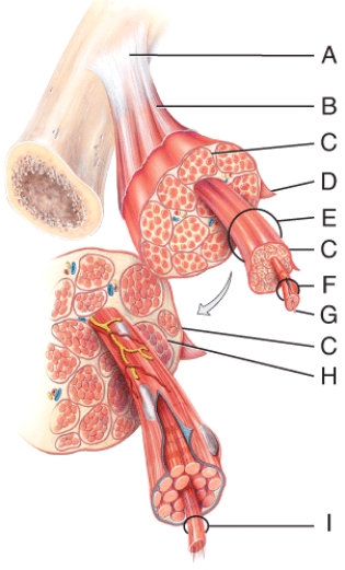 In the diagram, what is made from dense regular connective tissue?   A)  A B)  H C)  C D)  D E)  All of these choices
