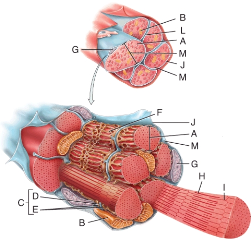 In the diagram, where would you find stored Ca<sup>2+</sup>?   A)  B B)  D C)  E D)  F E)  G