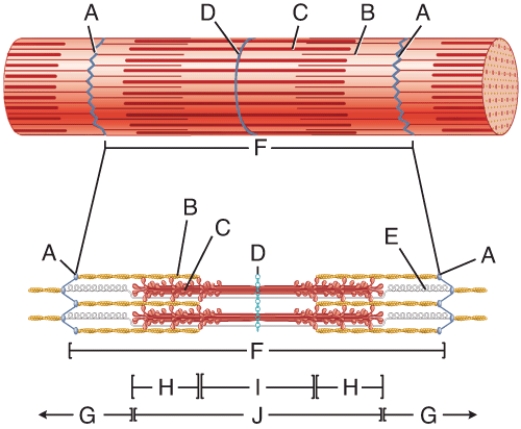 In the diagram, where is the zone of overlap?   A)  E B)  F C)  G D)  H E)  I