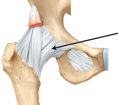 What is this structure?   A)  pubofemoral ligament B)  coracohumeral ligament C)  iliofemoral ligament D)  oblique popliteal ligament E)  ischiofemoral ligament