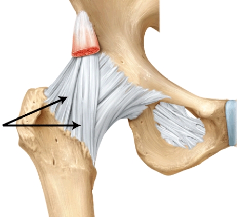 What is this structure?   A)  pubofemoral ligament B)  coracohumeral ligament C)  iliofemoral ligament D)  oblique popliteal ligament E)  ischiofemoral ligament