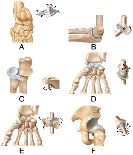 In the figure shown, which one represents a condyloid joint?   A)  B B)  C C)  D D)  E E)  F