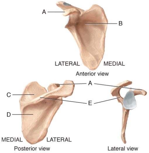 In the diagram, which of the labeled structures serve as attachment sites for tendons of the shoulder muscles?   A)  A, B B)  B, C, D C)  A, B, C D)  A, B, C, D E)  A, B, C, D, E