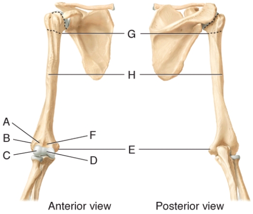 In the diagram of the humerus, the olecranon fossa is labeled as ___.   A)  A B)  B C)  C D)  F E)  None of these choices