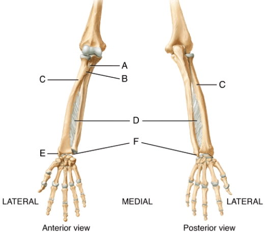 Identify the attachment sites for tendons of the deep skeletal muscles of the forearm.   A)  A B)  B C)  D D)  E E)  F
