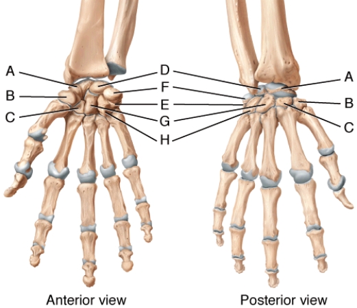In the diagram of the hand, where is the scaphoid bone?   A)  A B)  B C)  C D)  E E)  G