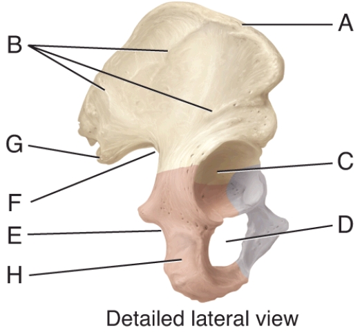 Identify the Structure That Articulates with the Head of the | Biology+