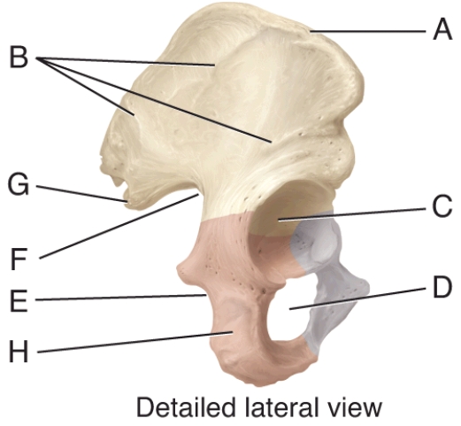 Identify the structure that ends anteriorly in a blunt anterior superior iliac spine.   A)  A B)  B C)  C D)  D E)  H