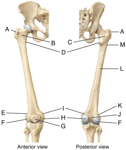 Which structure is the location where several muscles of the thigh insert?   A)  L B)  A C)  K D)  F E)  E