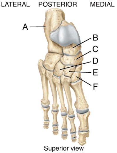 In the diagram of the foot, where is the navicular?   A)  A B)  B C)  C D)  D E)  E