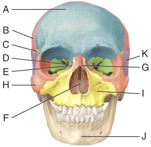 In the diagram, where is the temporal bone?   A)  H B)  K C)  C D)  J E)  A