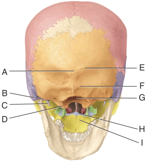 In the diagram, where is the mastoid process?   A)  A B)  B C)  C D)  D E)  G