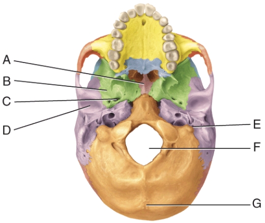 In the diagram, where is the mandibular fossa?   A)  B B)  C C)  D D)  E E)  F