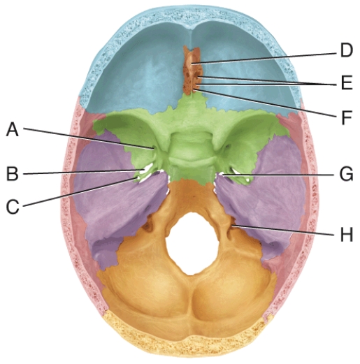 In the diagram, where are the crista galli?   A)  D B)  E C)  F D)  G E)  H