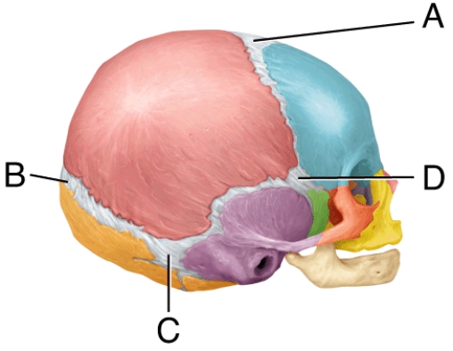 This fontanel usually closes within 18 to 24 months after birth.   A)  A B)  B C)  C D)  D E)  Both A and C