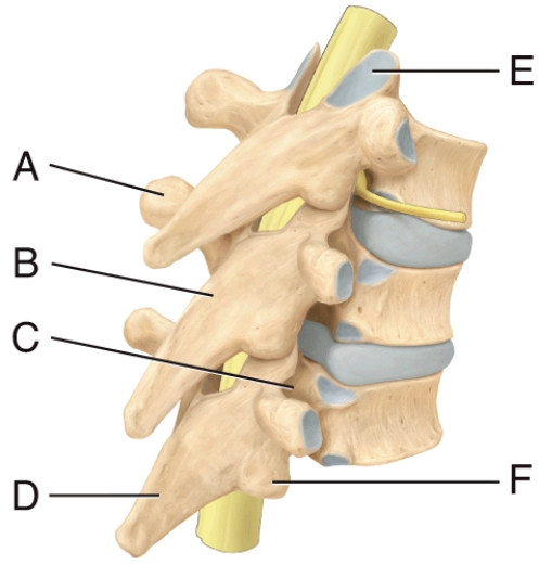 Where is the spinous process in the diagram?   A)  A B)  C C)  D D)  E E)  F