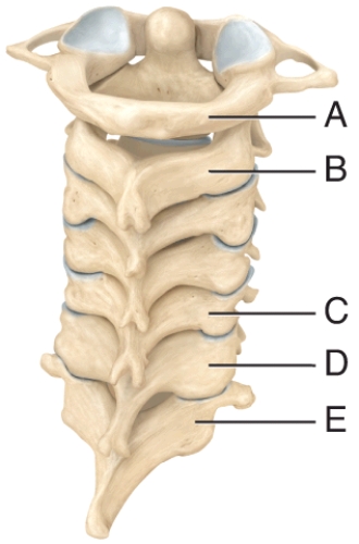 Which of the cervical vertebra is responsible for permitting the movement of the head seen when saying  yes ?   A)  A B)  B C)  C D)  D E)  E