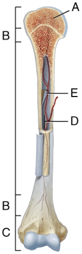 Where in the diagram can you find red bone marrow in an adult?   A)  A and B B)  B and D C)  A and C D)  D E)  E