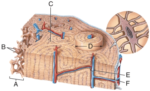 In the diagram, where is the osteon?   A)  A B)  B C)  C D)  D E)  E