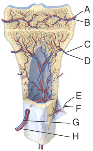 In the diagram, where is the epiphyseal vein?   A)  A B)  B C)  C D)  D E)  E