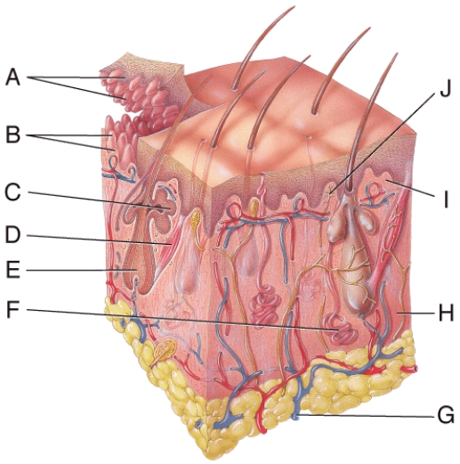 In the diagram, where is the sebaceous gland?   A)  C B)  D C)  E D)  F E)  H