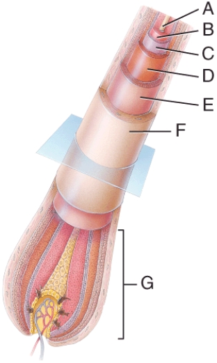 In the diagram, where is the dermal root sheath?   A)  C B)  D C)  E D)  F E)  G
