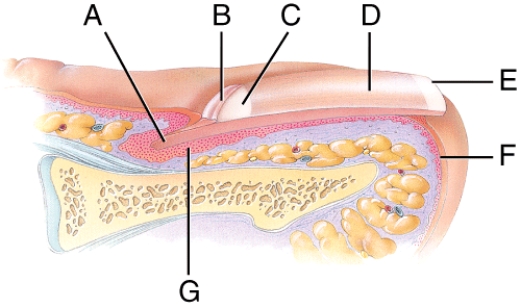 In the figure, where is the cuticle?   A)  A B)  B C)  E D)  F E)  G