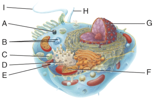 In the diagram, this structure directs cellular activities.   A)  D B)  F C)  G D)  A E)  H