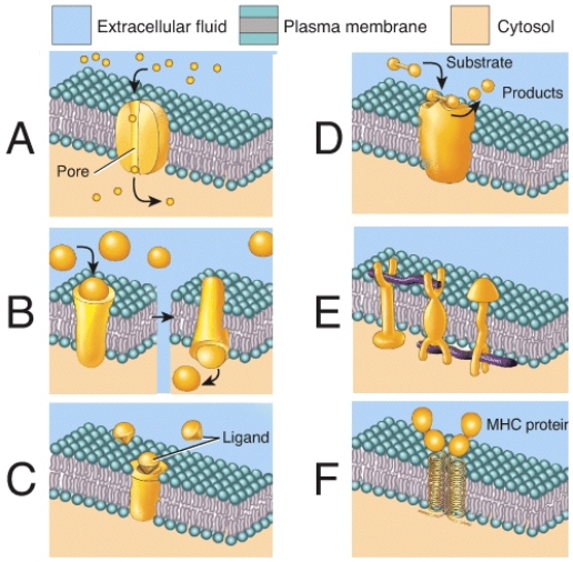 Which of the following represents a receptor?   A)  B B)  C C)  D D)  E E)  F