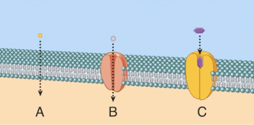 In the diagram, which one represents facilitated diffusion?   A)  A B)  B C)  C D)  Both A and C E)  Both B and C