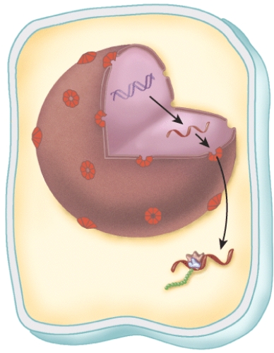 What does this figure represent?   A)  fluid mosaic model of the plasma membrane B)  cytokinesis C)  mitosis D)  gene expression E)  organelle digestion